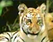 Join the Save our Tigers Campaign