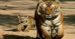 2N-3D @ Corbett starting : Rs. 3199