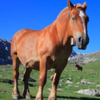 Horsemeat burgers: The best and worst jokes