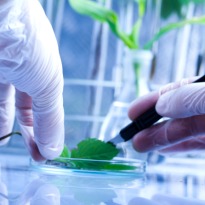 Biochemical to treat diabetes discovered