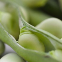 Why broad beans are good for you 