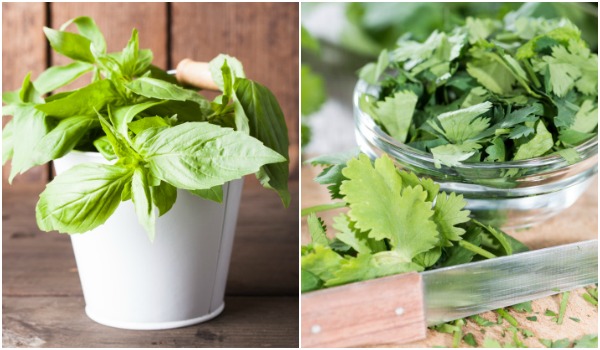 herb-article-600.jpg