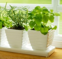 Grow herbs on your windowsill