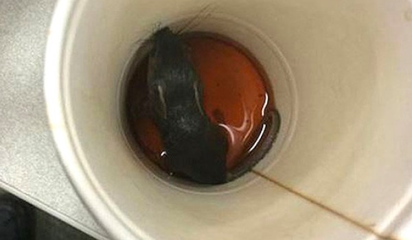 mouse-coffee-2-600.jpg