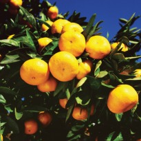 Eating fruits, vegetables linked to emotional well being