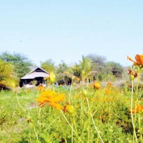  Live the organic life