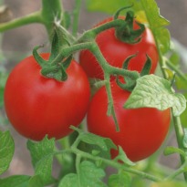 Organic tomatoes richer in vitamin C
