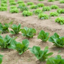 Can plant-based diets remedy chronic diseases?
