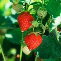 Strawberries cut cardiac risk in women
