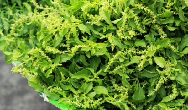 tulsi-600.jpg