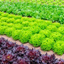 Russian scientists approve space-grown vegetables