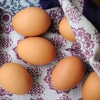 Why eggs are good for you