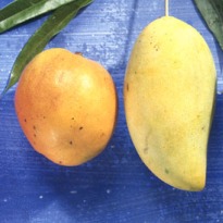 Why mango is good for you