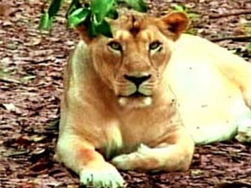 Train Mows Down Asiatic Lioness Near Gir Forest Train Mows Down Asiatic Lioness Near Gir Forest