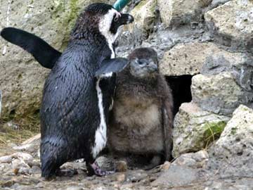 Two rare baby penguins make their debut at Hungary zoo