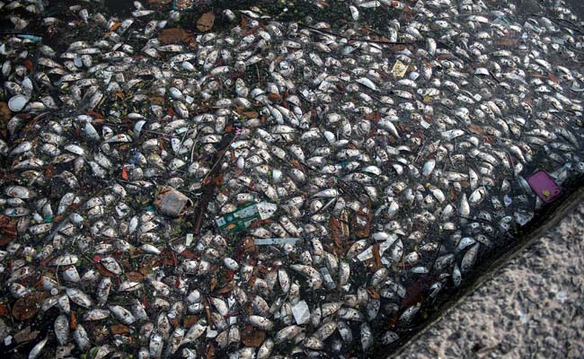 Dead Fish in Rio Olympic Bay Baffle Scientists