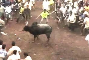 PETA demands banning of jallikattu