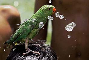 Uttar Pradesh boils, temperature nears 48 degree Celsius