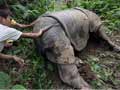 One more rhinoceros found dead in Kaziranga