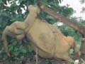 Train Plows through Elephant Herd Train Plows through Elephant Herd