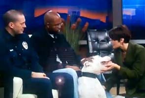 Rescued dog bites TV anchor during broadcast 