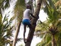 Kerala wants curbs on coconut oil export lifted
