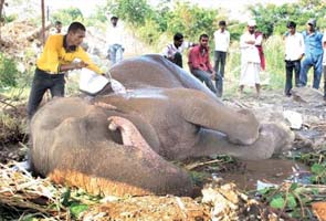 Handlers abandon injured elephant by the roadside