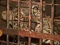 Leopard kept at District Collector's home to 'entertain' people