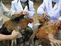 Bird flu spreads to southern China, 23 dead