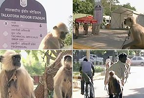Langurs at Games venues to keep smaller monkeys in check