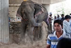 One elephant killed, another injured in accident on Noida expressway