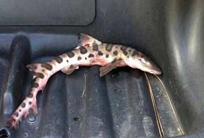 Shark falls from sky onto a US golf course