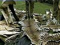 34 leopard deaths reported in Uttarakhand this year