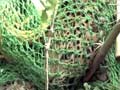 Leopard attacks 9 people in West Bengal, died during tranquilisation