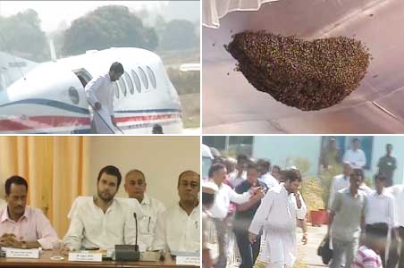 After Mayawati, preps against bees for Rahul