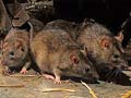 Rats eat up dead woman's fingers at hospital