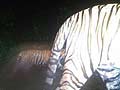 Tiger cub spotted in Sariska reserve