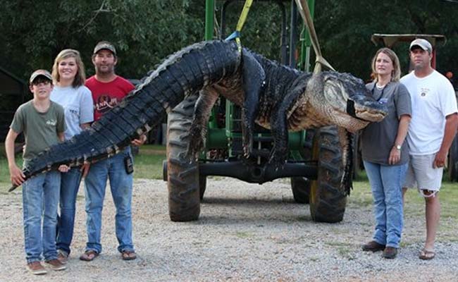 Family Captures 15-Foot Alligator in Alabama, US