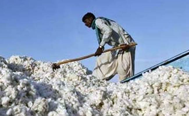 12 Farmers in Vidarbha Commit Suicide In 72 Hours 12 Farmers in Vidarbha Commit Suicide In 72 Hours