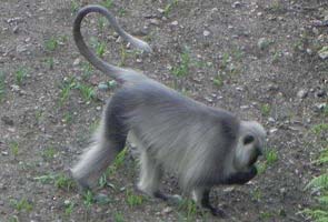 Himalayan_Grey_Langur_295.jpg