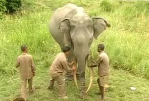 A 72-year-old elephant India is indebted to