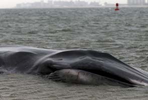 Massive beached whale dies in New York City