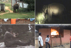 Elephant attacks local market in Orissa, 20 injured