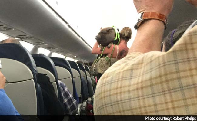 http://www.ndtv.com/news/images/story_page/Pig_on_plane_650_1Dec14.jpg