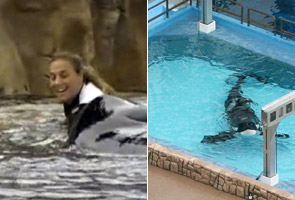 SeaWorld fined for whale trainer’s death