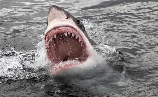 Teenage Boy Attacked by 'Shark' Off Australian Beach Teenage Boy Attacked by 'Shark' Off Australian Beach