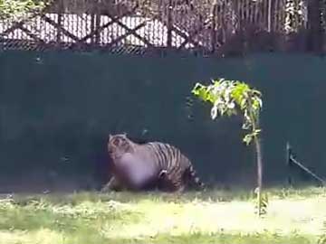 White Tiger Kills Visitor to New Delhi Zoo White Tiger Kills Visitor to New Delhi Zoo