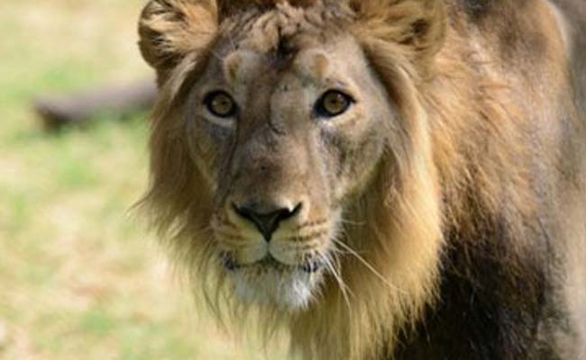 Asiatic Lions in Gir Facing Threat From Poachers: Government