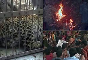 Leopard burned alive in Uttarakhand