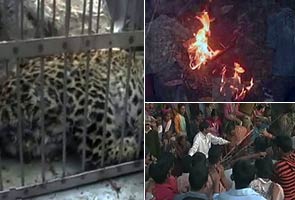 Leopard burned alive in Uttarakhand Leopard burned alive in Uttarakhand